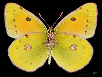Colias myrmidone ♀ △