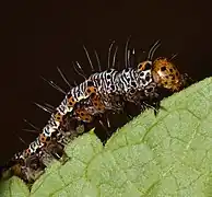 Closeup of the caterpillar. It has tiny white hairs all throughout its body. Tiny black legs, and an orange head with black dots.