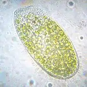 A Paramecium bursaria about 100&nbsp;µm long