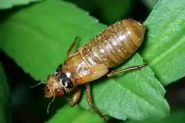 A Brood X cicada nymph in Bethesda, Maryland  near Washington, D.C. (May 5, 2021)