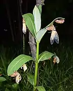 Molting Brood X cicadas on a milkweed plant in Bethesda, Maryland (May 15, 2021)