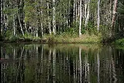 Atlantic white cedar trees with light gray trunks grow in a dense group along the banks of the Oswego River—a narrow, twisting, and slow-flowing river. The trees are reflected in the rippled water. Grass grows along the riverbank around the trees.