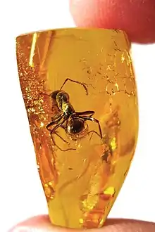 Image 67Ant trapped in Baltic amber, by Baltic-amber-beetle (edited by AmericanXplorer13) (from Wikipedia:Featured pictures/Sciences/Geology)