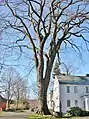 American elm, Old Deerfield, Massachusetts (2011). Girth was 19.3 ft at 4.5 ft above ground; height 106.8  ft; avg. crown spread 105 ft. This tree died in 2017.