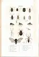 Plate 12 from: C.J.-B. Amyot and J. G. Audinet-Serville (1843). Histoire naturelle des insectes. Hémiptères. Paris, Librairie encyclopédique de Roret.