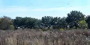Gulf coastal grassland and prairie habitat