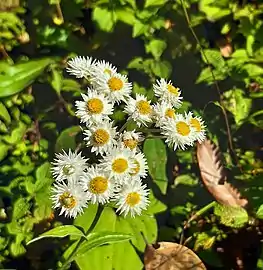 In the Himalayas, Sikkim, India