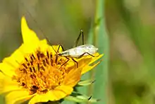 An image of Black-horned Tree Cricket