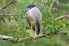 Black crowned night heron at Gudavi bird sanctuary