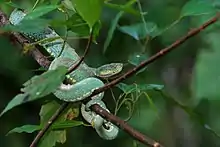 The two-striped forest pit viper is an arboreal snake from the Amazon Basin. An important cause of bites in its habitat, it may be the second most dangerous snake in the Amazon after the common lancehead.