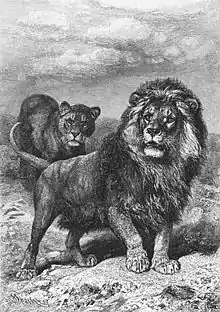 Lion du Cap (Alfred Edmund Brehm)