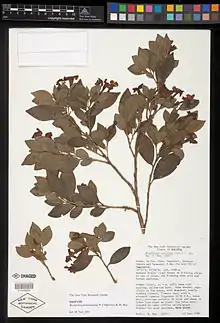Brunfelsia plowmaniana : type specimen of Brunfelsia species named in honour of Brunfelsia expert the late Dr. Timothy Plowman.