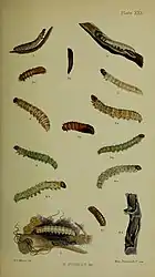 Figs. 5  larvae after last moult burrowing in root of dock