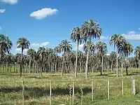 A grove of old trees in situ at Quebracho, Paysandú Department, Uruguay.