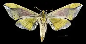 Female C. t. tatarinovii, underside