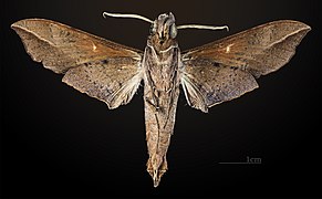 Male underside