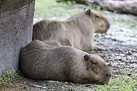 Capybaras