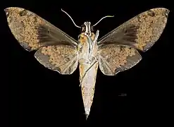 Cechenena helops helops, female ventral view