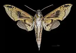 Cechenena helops papuana, female ventral view