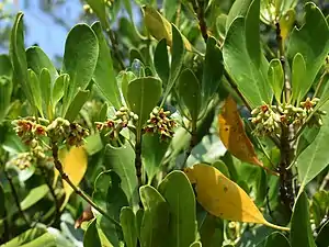 Flowers & upright leaves