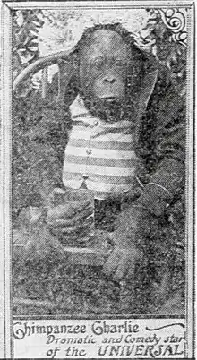 Orangutan wearing a striped shirt, sitting in a chair, hand-penned caption reads Chimpanzee Charlie: Dramatic and comedic star of the Universal