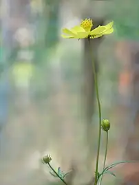 Cosmos sulphureus, buds, flower and leaves