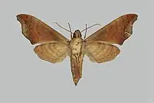 Image of Dahira yunlongensis