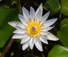 Nymphaea × daubenyana
