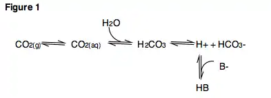 Figure 1. Important acid-base reactions involving carbon dioxide.