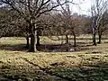 Dew Pond on Knettishall Heath
