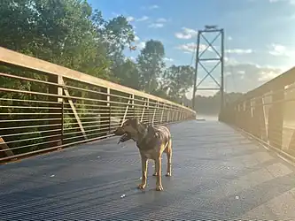 Dog crossing the Wolf Crossing suspension bridge and looking over into the Wolf River