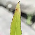 Leaf tips with forward hairs curling in