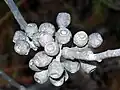 unopened fruit of Eucalyptus cunninghamii. 5 to 7&nbsp;mm long, Blue Mountains National Park