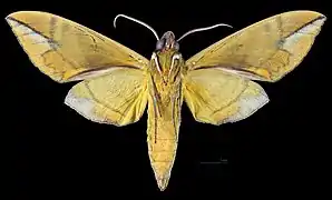 Eumorpha phorbas ♂   △