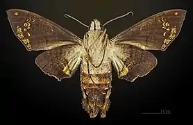Female underside