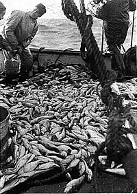 fishermen with a pile of white hake c. 1936