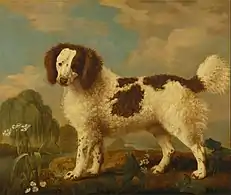 Brown and White Norfolk or Water Spaniel (1778), oil on panel, 80.6 x 97.2 cm., Yale Center for British Art
