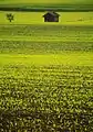 Green farmland around Stamberger See