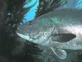 Giant black sea bass, San Clemente Island