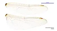 Female wings