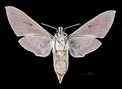 Female Hyles nicaea castissima, underside