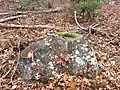 Native American corn grinding stone mortar on Legion Trail near Legion Cabin on Nobscot Hill at Nobscot Scout Reservation