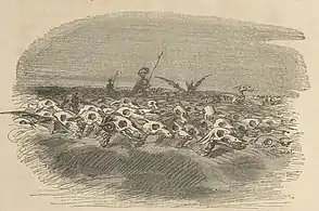 Skeletons of the Moon Sheep