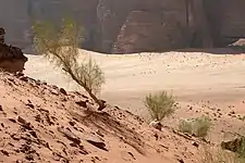 Plants in arid Wadi Rum landscape