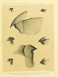 #13 (?/12/1853)Upper and lower beaks of the type specimen of Architeuthis monachus (centre) and assorted smaller squid species: Gonatus fabricii (top), Sthenoteuthis pteropus (middle), and Loligo forbesii (bottom) (Steenstrup, 1898:pl. 1)