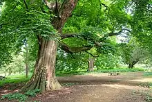 Lamport Garden, 2016