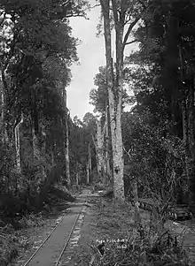 Logging railway track through Puke Puke Bush