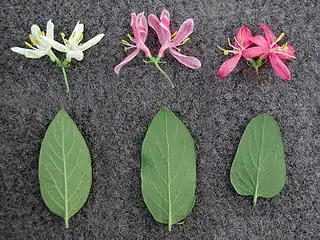 Comparison between (left to right) L.&nbsp;morrowii, one form of L.&nbsp;×&nbsp;bella, and L.&nbsp;tatarica