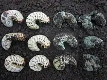 Stages of Oryctes rhinoceros larva infected with M. majus. From left to right, 1st column: Infection symptom with "black dotes" or necrotic spots on integument; 2nd: Mummified; Mycelium (whitish colour) grow on integument; 3rd: Conidia (greenish colour) grow on integument; 4th: Decomposed grubs.