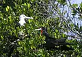 Magnificent frigatebirds